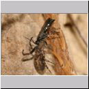 Episyron rufipes - Wegwespe w31 beim Nesteintrag mit einer Spinne.jpg